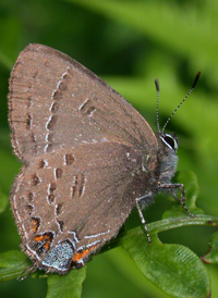Banded Hairstreak